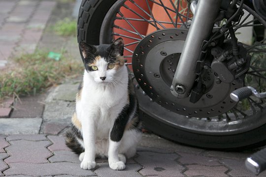 太田区のねこ
