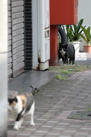 太田区のねこ