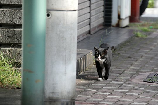太田区のねこ