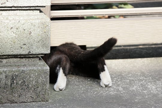 太田区のねこ