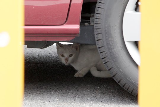 太田区のねこ