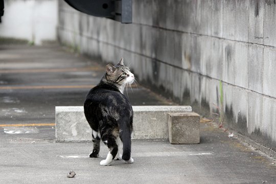 太田区のねこ