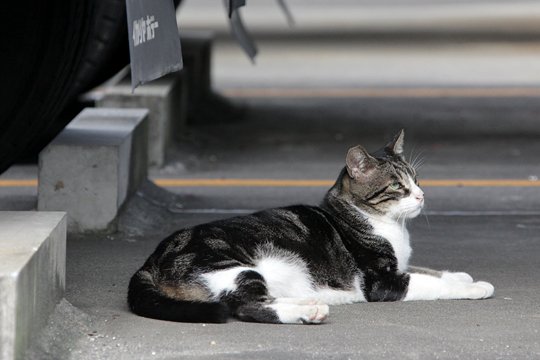 太田区のねこ