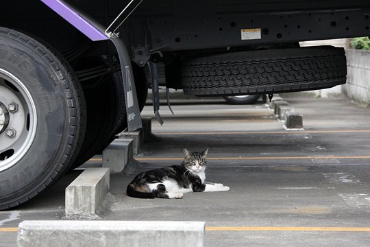 太田区のねこ