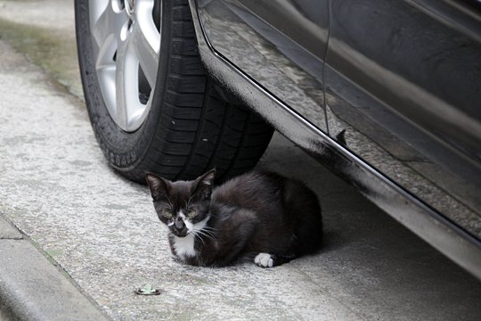 太田区のねこ