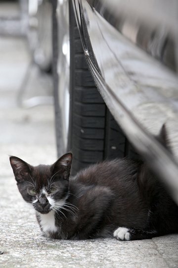 太田区のねこ