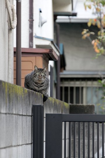 太田区のねこ