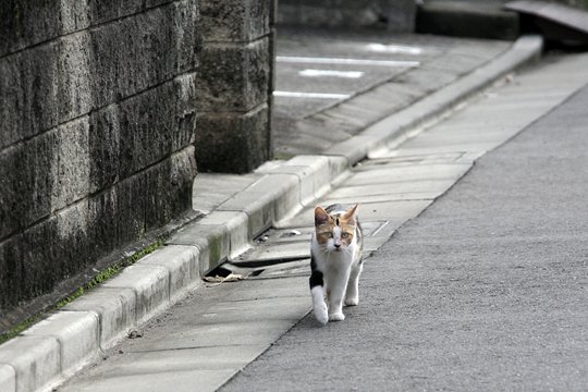 太田区のねこ