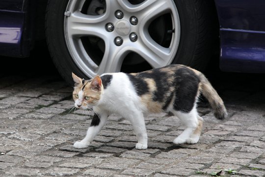 太田区のねこ
