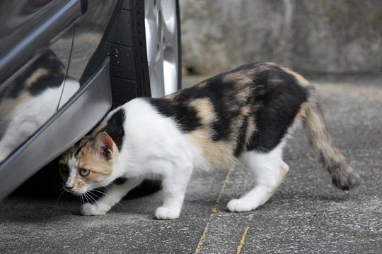 太田区のねこ