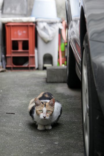 太田区のねこ