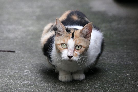 太田区のねこ