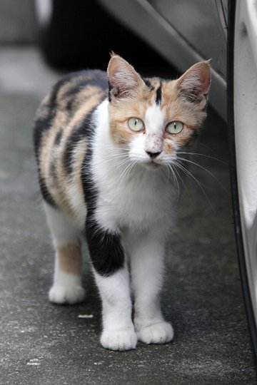 太田区のねこ