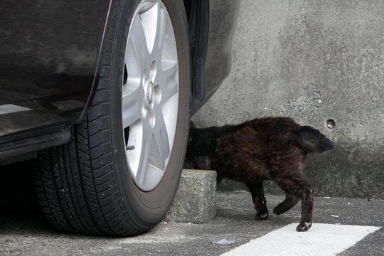 太田区のねこ