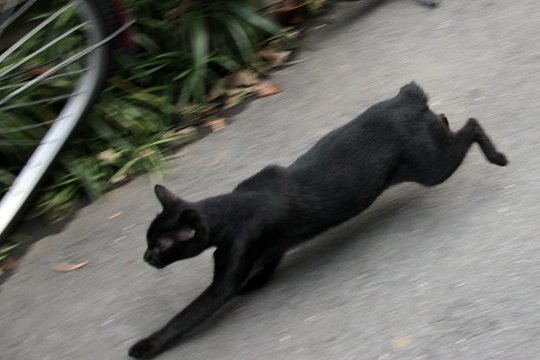 太田区のねこ
