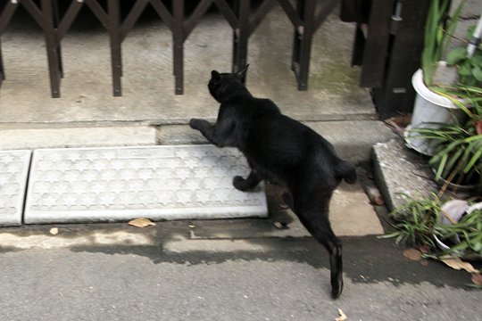 太田区のねこ