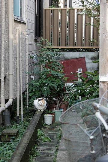 太田区のねこ