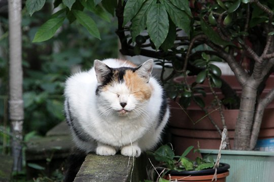 太田区のねこ