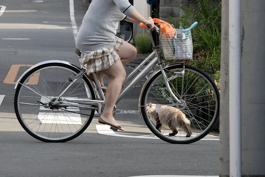 太田区のねこ