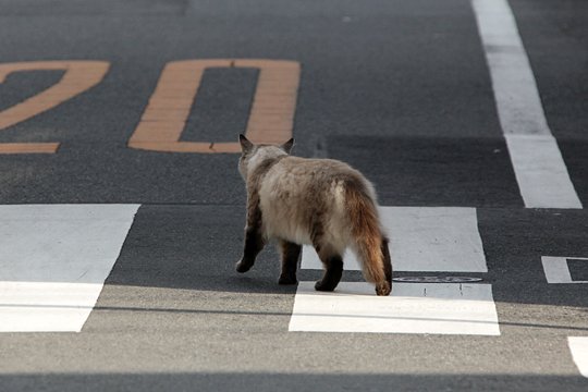 太田区のねこ