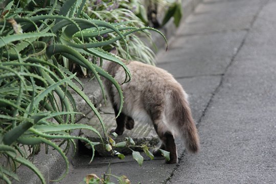 太田区のねこ