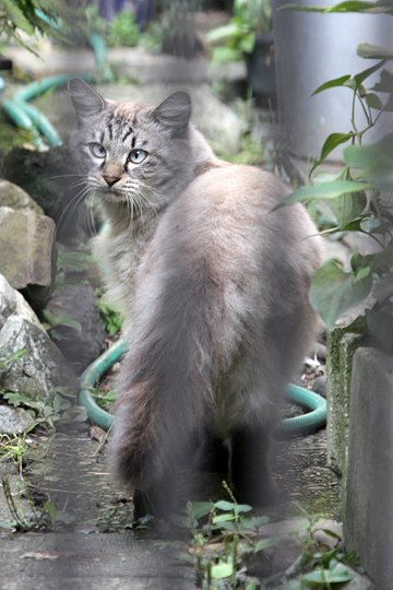 太田区のねこ