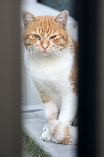 太田区のねこ