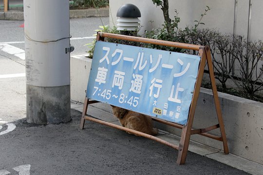 太田区のねこ