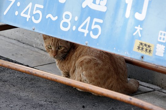 太田区のねこ