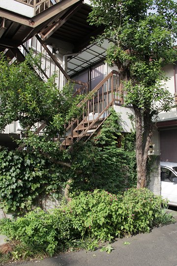太田区のねこ