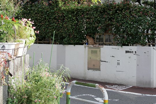 太田区のねこ