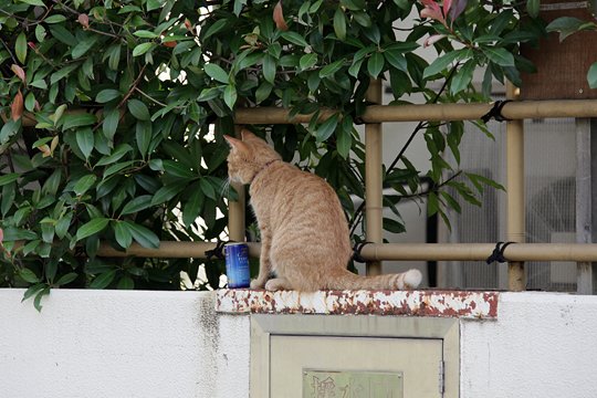 太田区のねこ