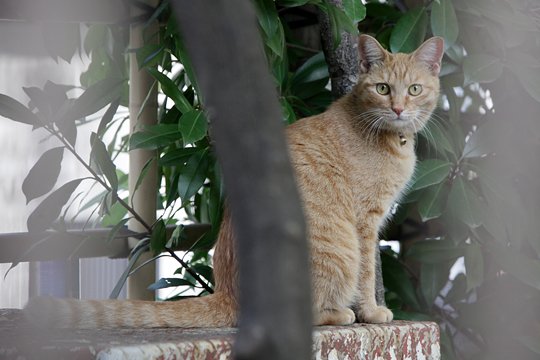 太田区のねこ