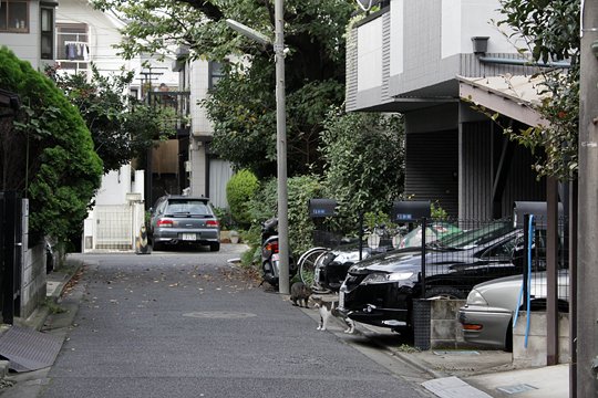 太田区のねこ