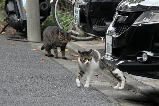 太田区のねこ