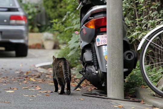太田区のねこ