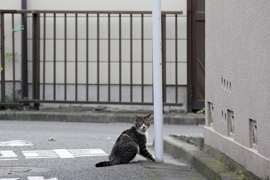 太田区のねこ