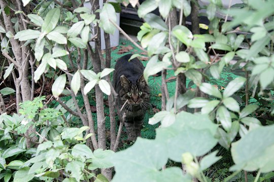 太田区のねこ