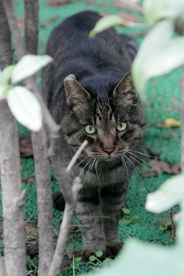 太田区のねこ