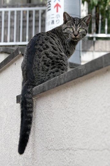 太田区のねこ