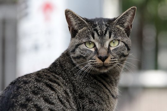 太田区のねこ
