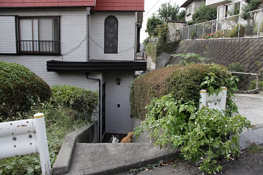 太田区のねこ