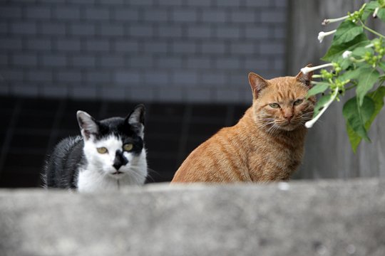 太田区のねこ