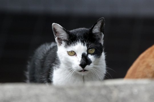 太田区のねこ