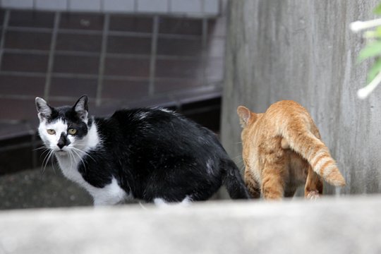 太田区のねこ