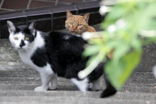 太田区のねこ