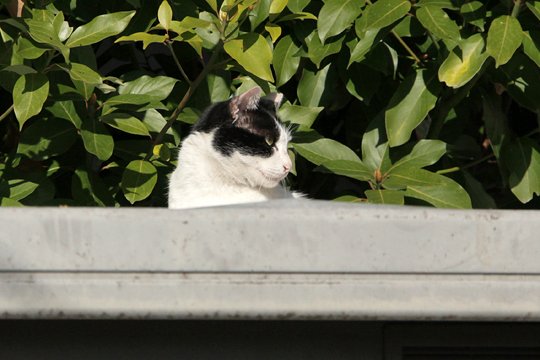 太田区のねこ