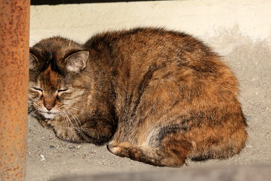 太田区のねこ