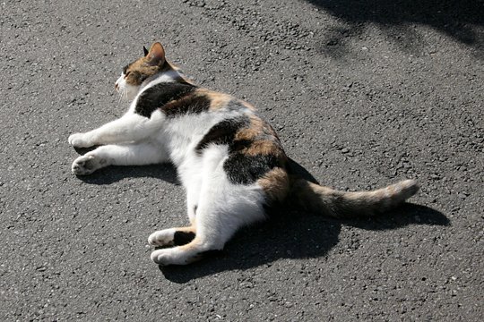 太田区のねこ