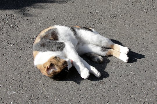 太田区のねこ